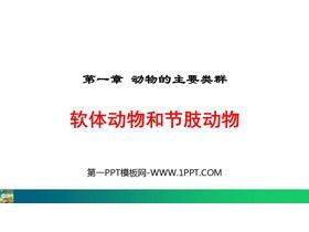 《软体动物和节肢动物》PPT免费课件下载