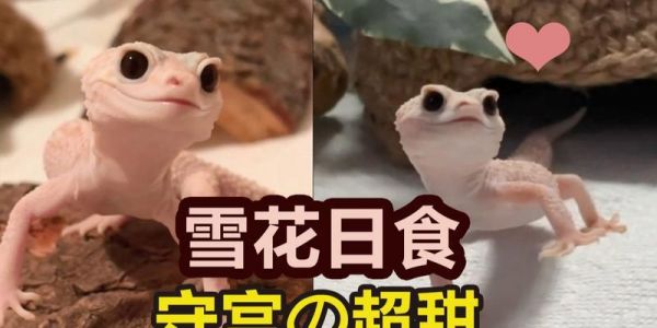 蜥蜴喂养指南（宠物蜥蜴的饮食需求及喂养方法）