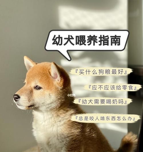 如何给你的冠毛幼犬提供健康饮食？（从营养要求到食谱，了解如何满足你宠物的需要）