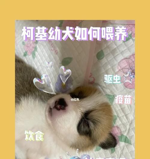 如何给你的冠毛幼犬提供健康饮食？（从营养要求到食谱，了解如何满足你宠物的需要）