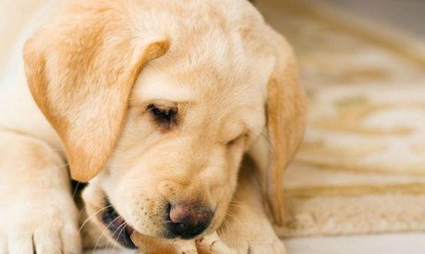 如何给你的冠毛幼犬提供健康饮食？（从营养要求到食谱，了解如何满足你宠物的需要）