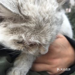 雁塔旺角宠物诊所,24小时宠物健康守护!