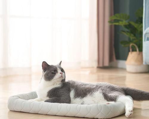 如何判断猫咪的健康状态（宠物主人必须知道的15个健康指标）