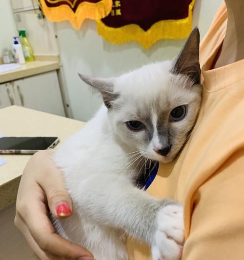 探秘上海猫咪宠物医生的诊所（从职业规划到病例解析）