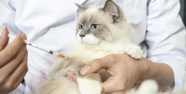 探秘上海猫咪宠物医生的诊所（从职业规划到病例解析）