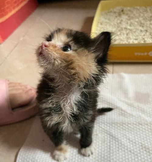 猫咪流黄鼻涕2个月，如何解决（宠物健康不能等）