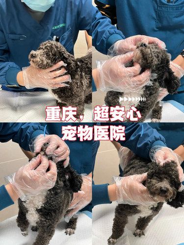 重庆，最让本毛孩子家长放心的宠物医院