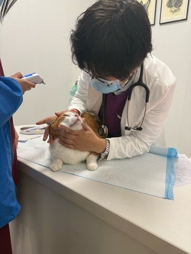 毛孩子每年的疫苗别忘了打哦
