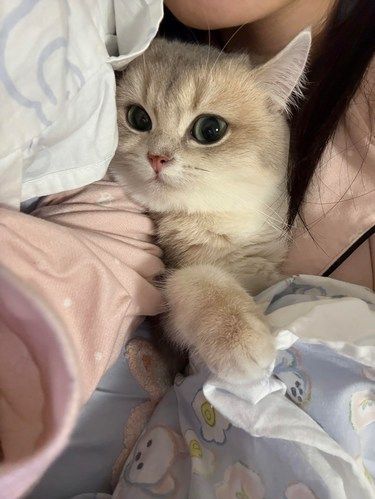 谁懂啊金渐层怎么那么可爱