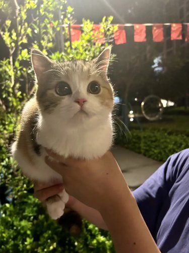 笑死 猫猫虫 又带宝宝出门体检咯！