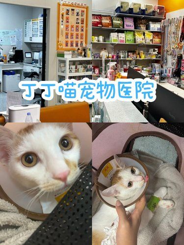 丁丁喵宠物医院：专业与温暖的守护  