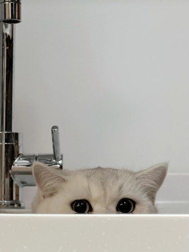 猫猫祟祟，偷感十足！