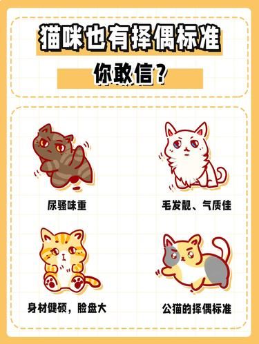 震惊！猫咪的择偶标准竟然是这样