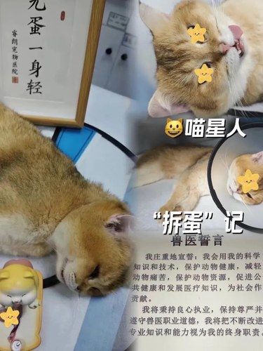猫咪绝育……不演戏你就惨了！