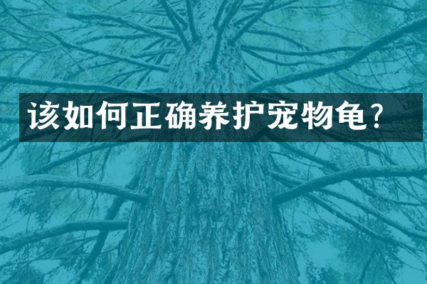 该如何正确养护宠物龟？
