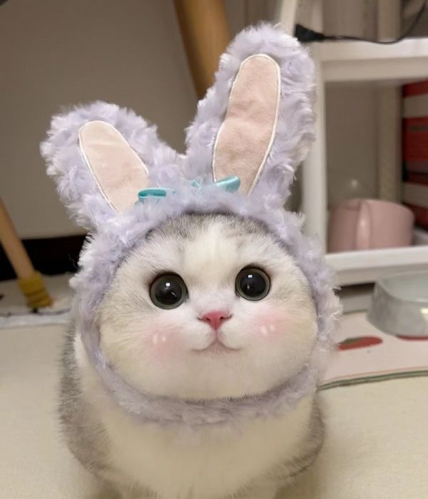 养猫养龟哪个好，宠物龟博主推荐猫
