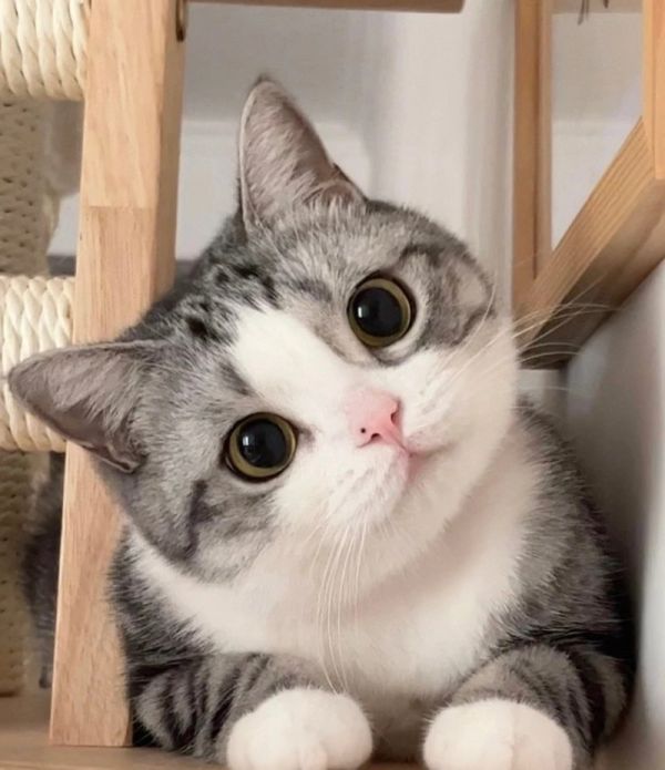 养猫养龟哪个好，宠物龟博主推荐猫