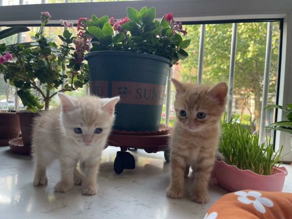 宠物店领养猫狗套路曝光:免费领养背后的隐藏费用