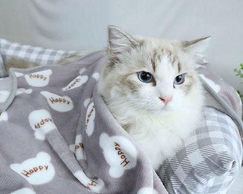 宠物猫冬季保暖指南（如何让你的幼猫在冬天里感到温暖舒适）