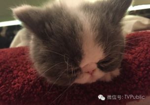 “寻绝版加菲猫,宠物界明星等你领养!”