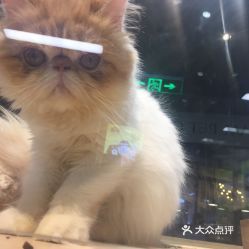 南通宠物猫圈，宠物生活指南