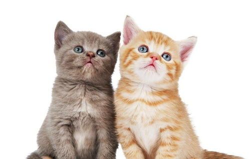 南通宠物猫圈，宠物生活指南