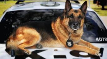 小警犬在考试中得了最后一名_小警犬考试“挂科”，被淘汰后求收养，什么样的狗不能当警犬