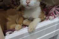 同城最全宠物店领养送养指南