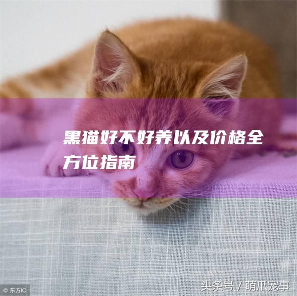 黑猫好不好养以及价格全方位指南