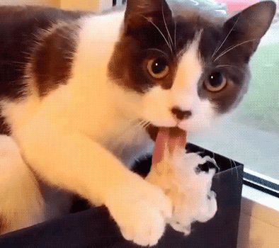 “猫咪：铲屎官，你今天又偷吃我的零食了！” #宠物日常搞笑瞬间#