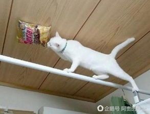 “猫咪：铲屎官，你今天又偷吃我的零食了！” #宠物日常搞笑瞬间#