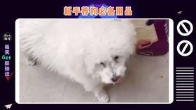 宠物用品清单，好物推荐！