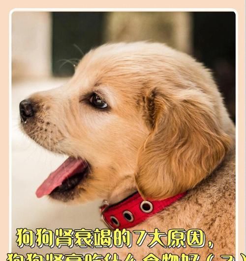 慢性肾衰竭，宠物狗还能否痊愈（慢性肾衰竭的治疗方案）