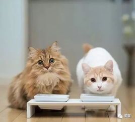 到底什么样的猫粮才能算天然粮？ 猫儿料是酒吗？