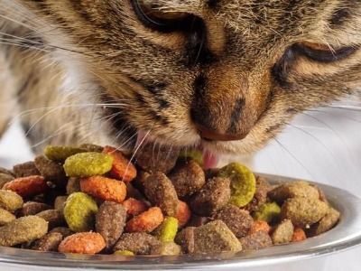到底什么样的猫粮才能算天然粮？ 猫儿料是酒吗？