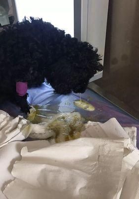 急救小狗吃了鼠药的方法（以宠物为主）