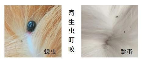宠物急救：狗狗被虫叮咬后的用药指南