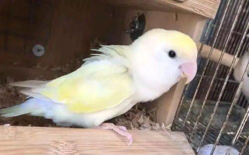 宠物鸟水便问题高效解决技巧
