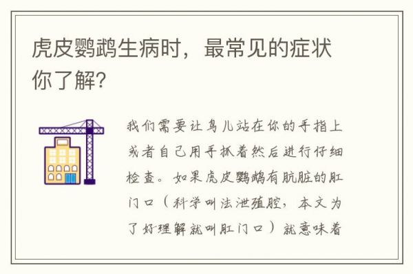虎皮鹦鹉生病时，最常见的症状你了解？