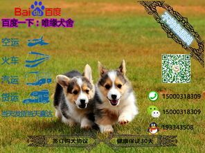 曲阜宠物狗，健康守护指南！