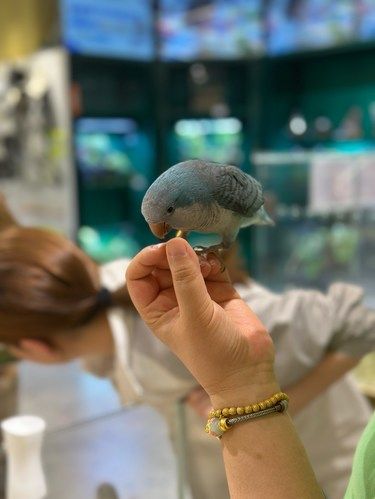 这就是上海吧，商场里来了1000只鸟！