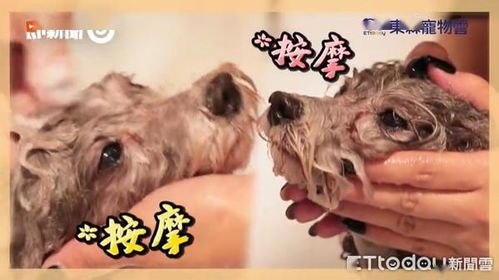 “宠物浴沙清洁小窍门,轻松搞定毛孩脏污!”