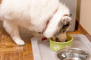 “兔便便变宝典，宠物生活小窍门！”