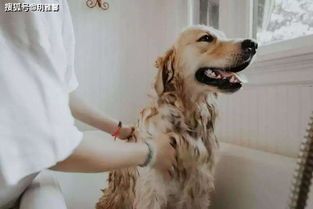 “宠物洗澡不求药,天然护理小窍门!”