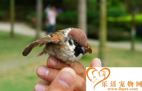 几种握鸟方法 详解3种最常见的握鸟方法