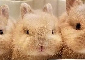不想养猫狗冷门宠物可以了解一下