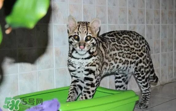 豹猫可以养吗？豹猫和一般的猫有什么区别