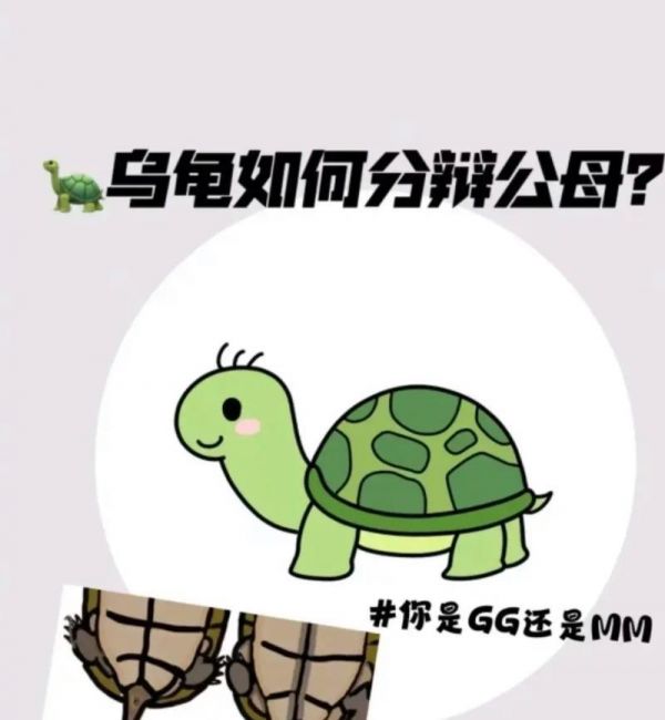 如何简单辨别乌龟的性别？（8种方法帮你轻松分辨乌龟是雄性还是雌性）
