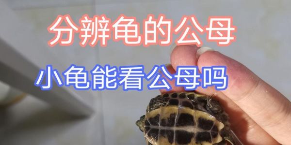 如何简单辨别乌龟的性别？（8种方法帮你轻松分辨乌龟是雄性还是雌性）