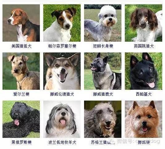 识狗达人必备！30秒辨品种，轻松成宠物达人